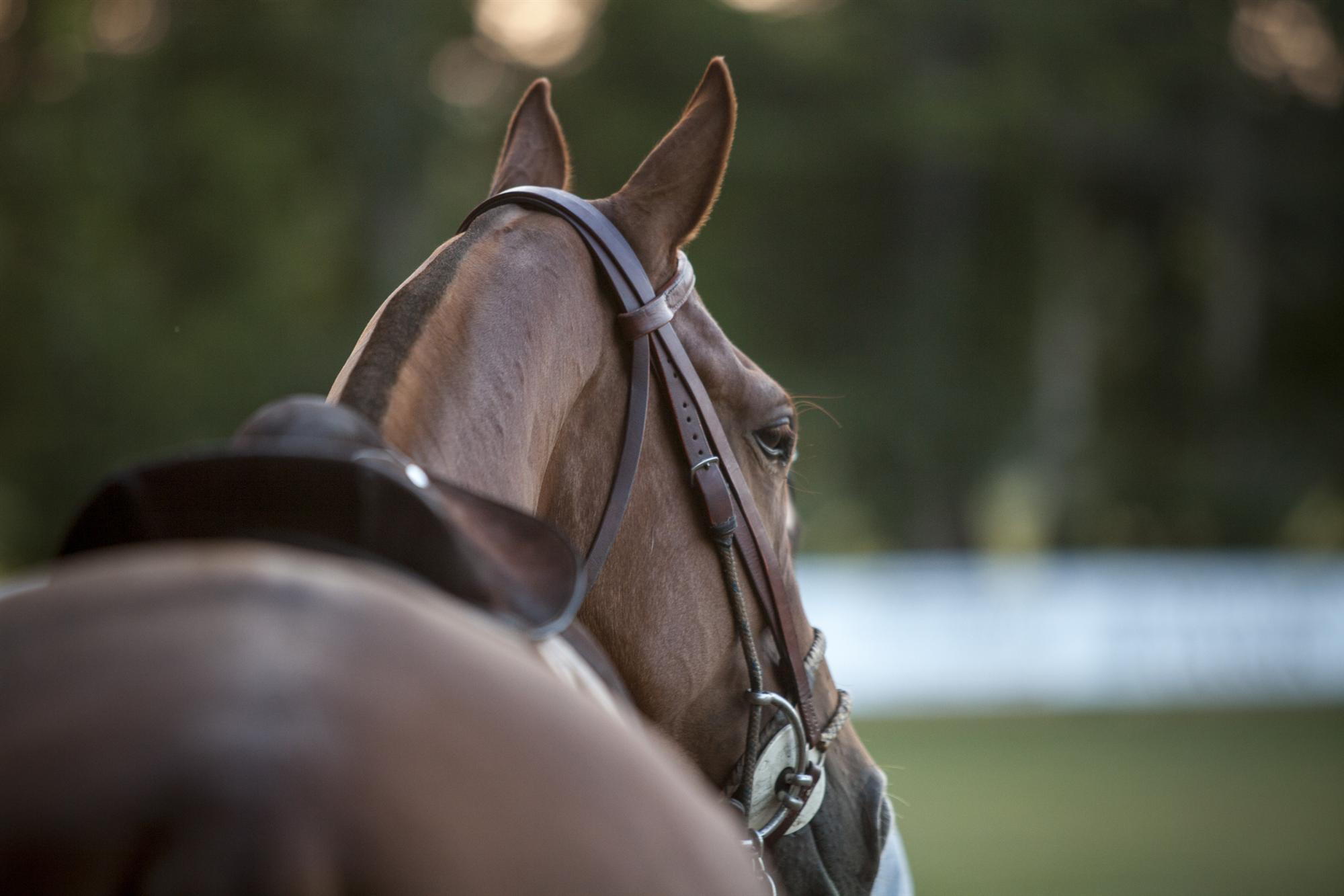 Ambiance - BMW Polo Masters  Night St Tropez-Gassin 2013 - Morgane Delfosse.13